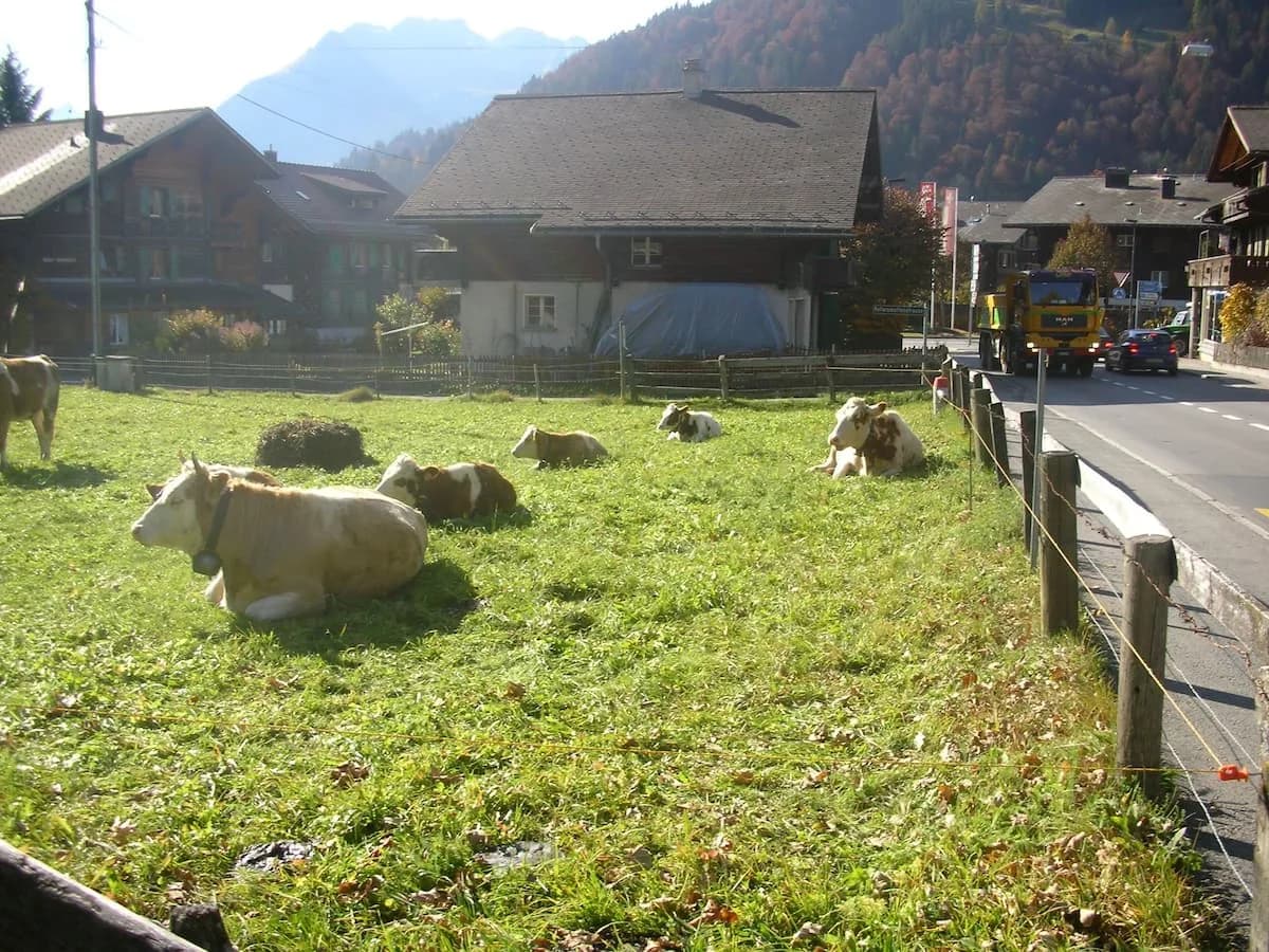 Minutes Walk from Gstaad Center - Great Apartment photo 3