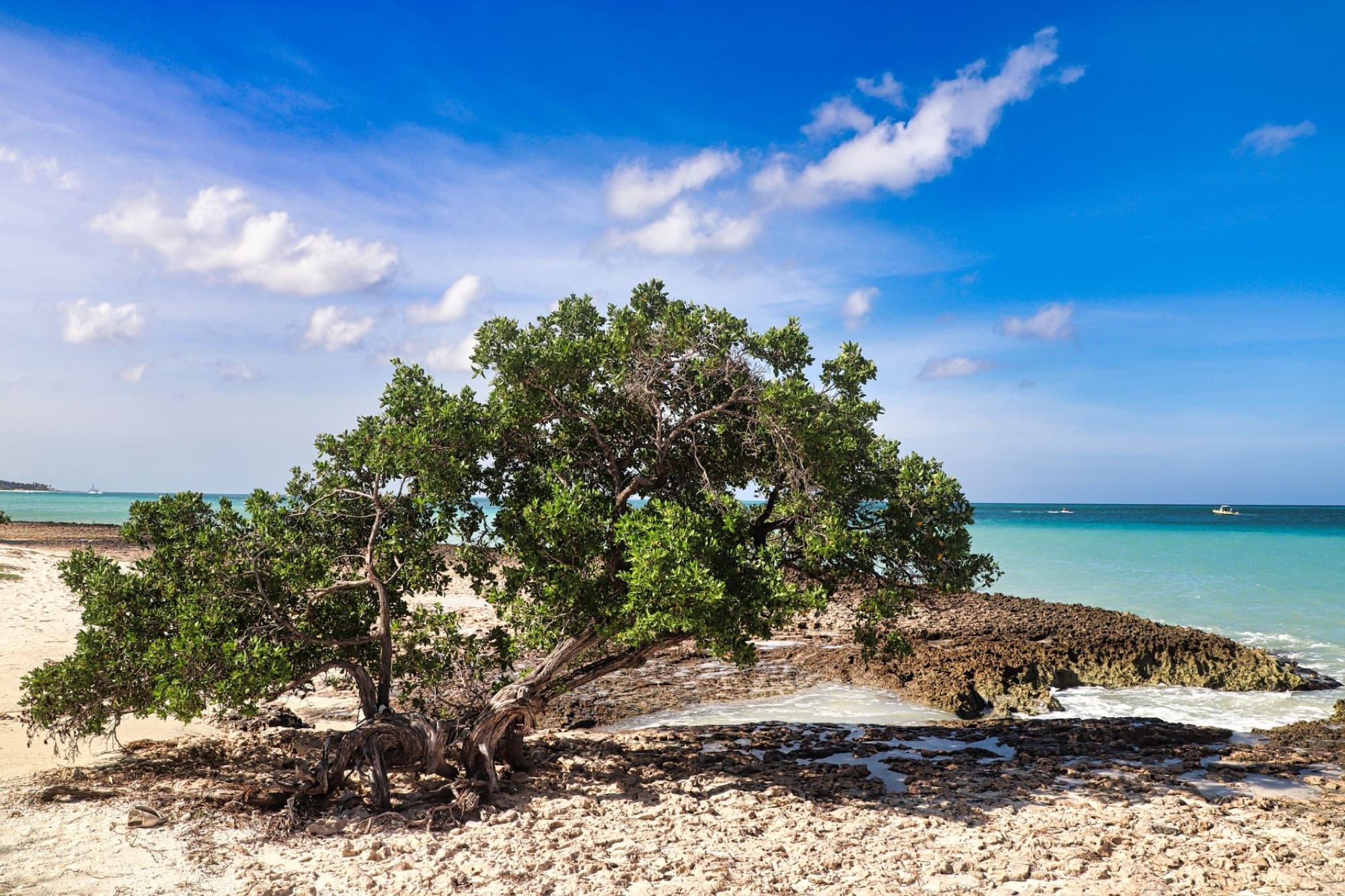 Tranquil scene of a lone Divi Divi tree on a sandy beach in Oranjestad, Aruba, under a clear blue sky.