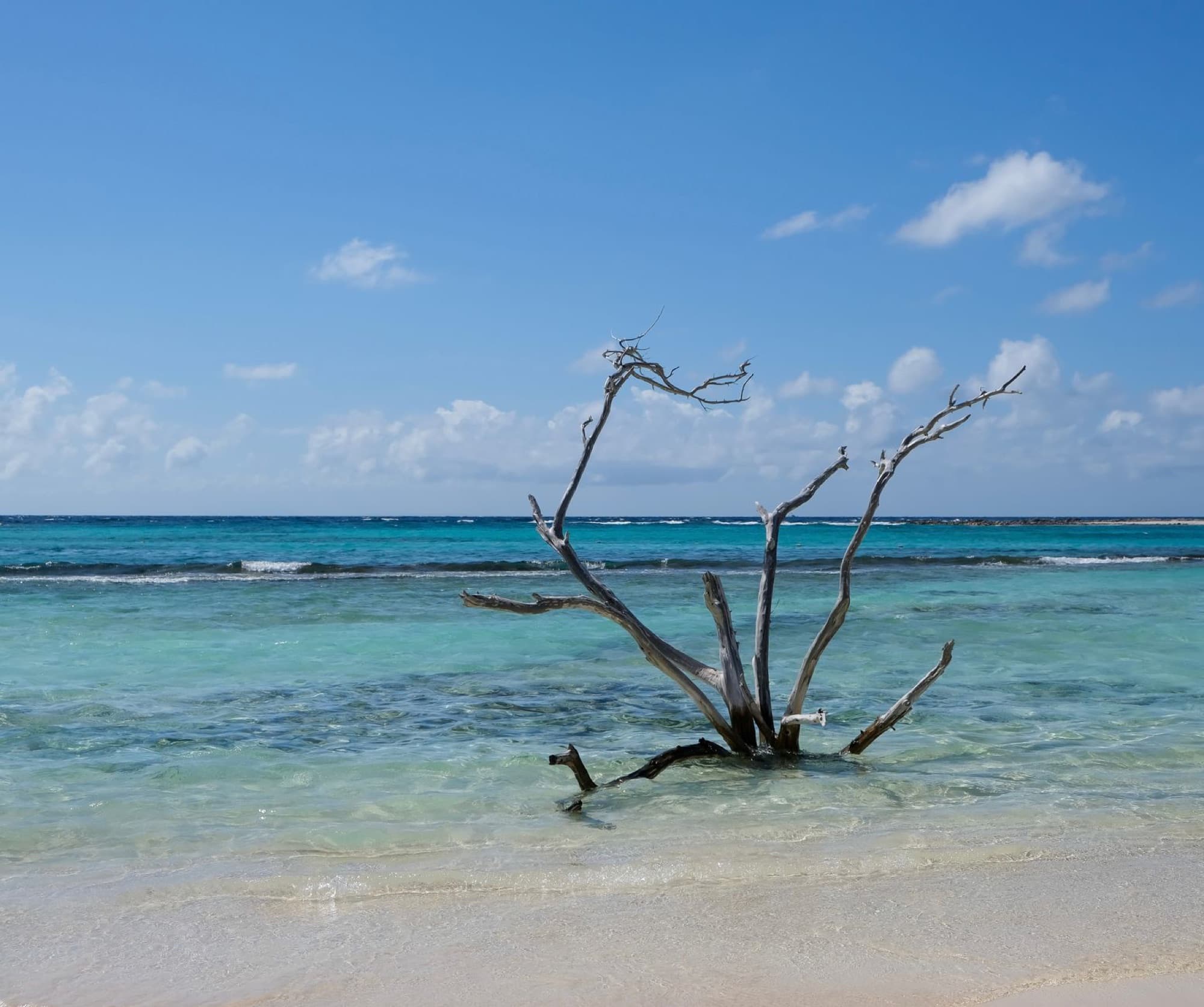 Tranquil beach scene featuring driftwood on a turquoise sea in Aruba, perfect for relaxing and travel themes.