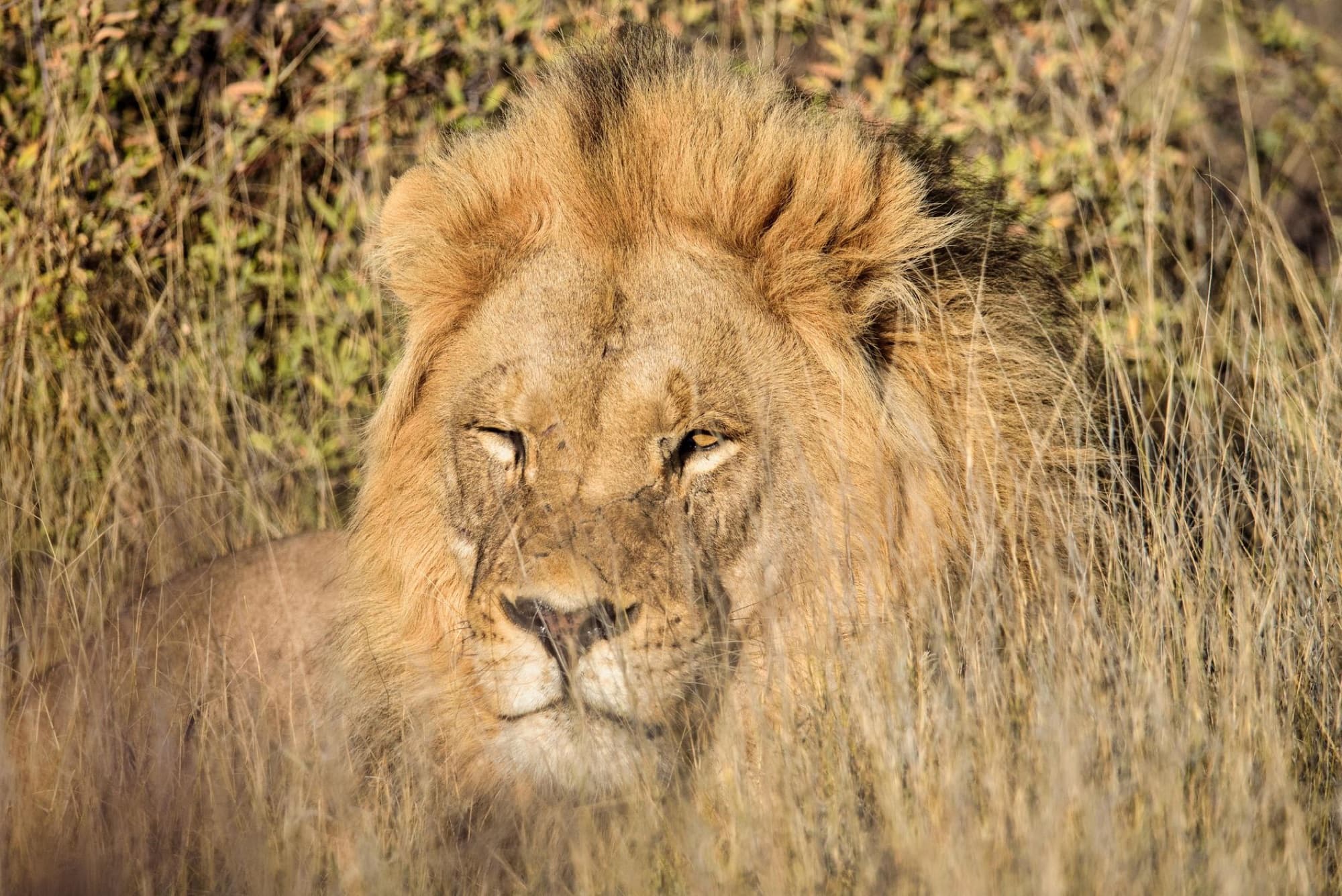 A majestic lion rests in the tall grasses of Ghanzi District, Botswana, showcasing the beauty of wildlife.