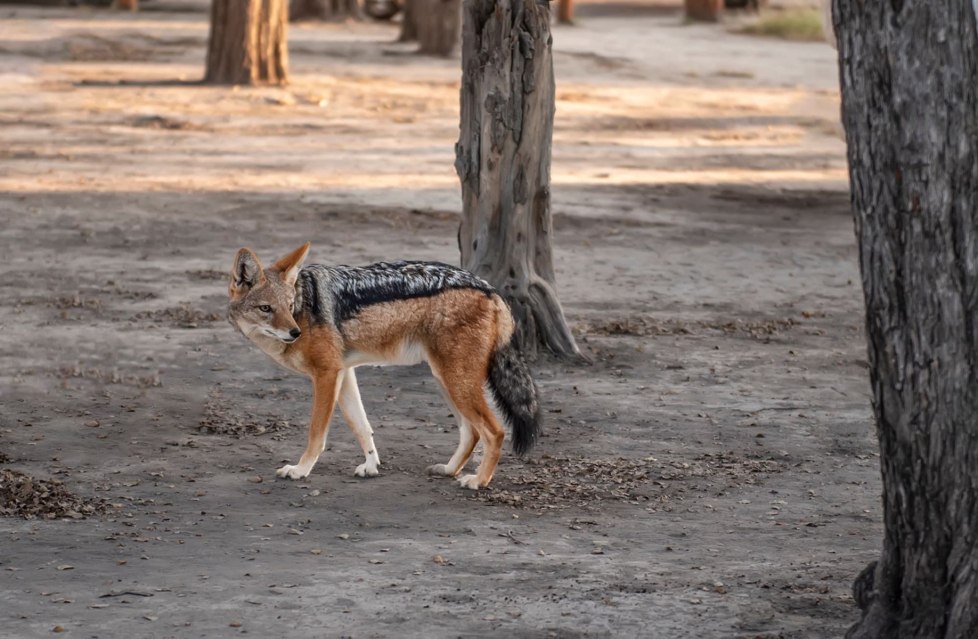 A black-backed jackal glances over its shoulder in Chobe National Park, Botswana.
