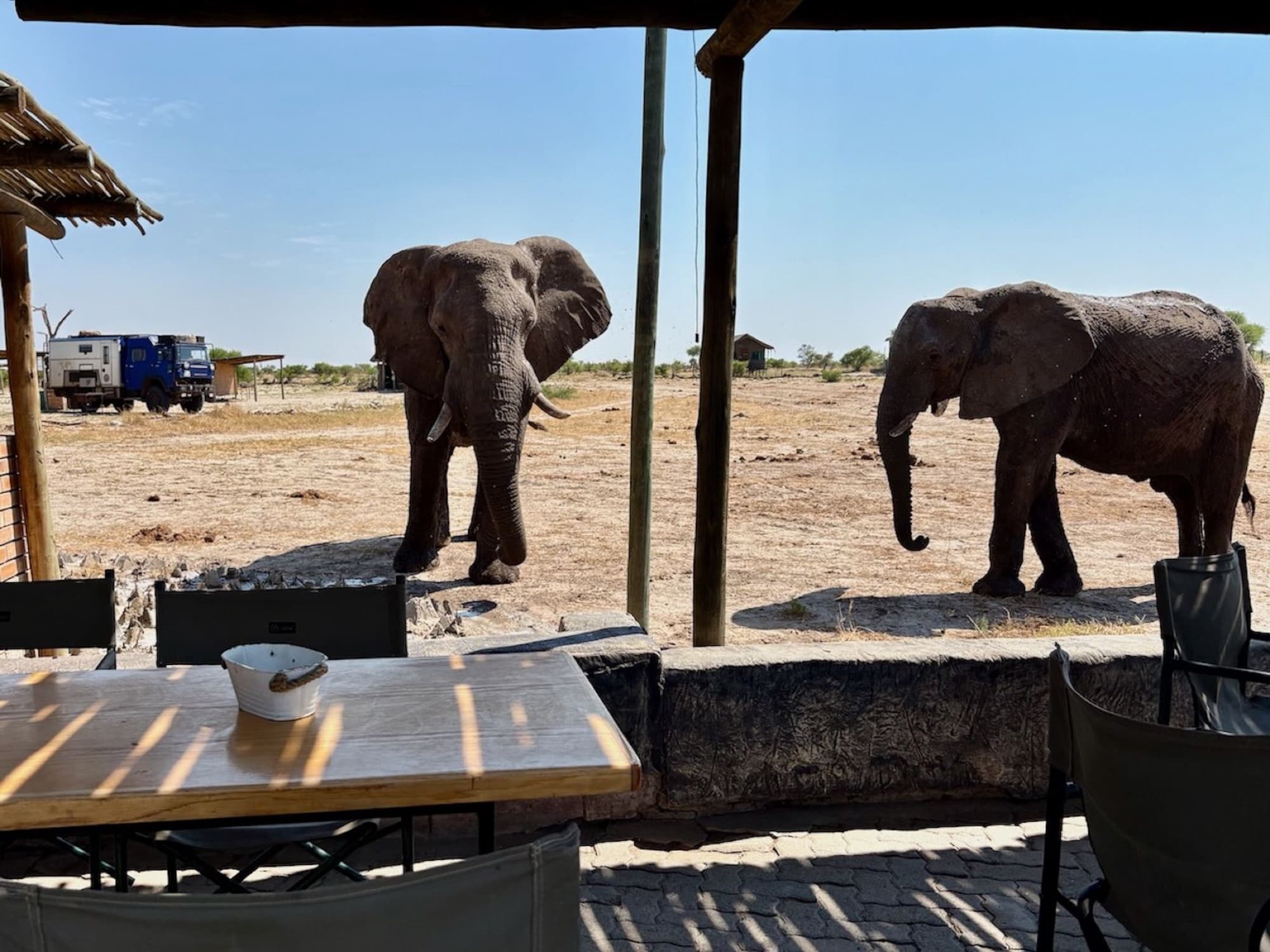 Two African elephants walk free near a campsite in a Botswana desert landscape.