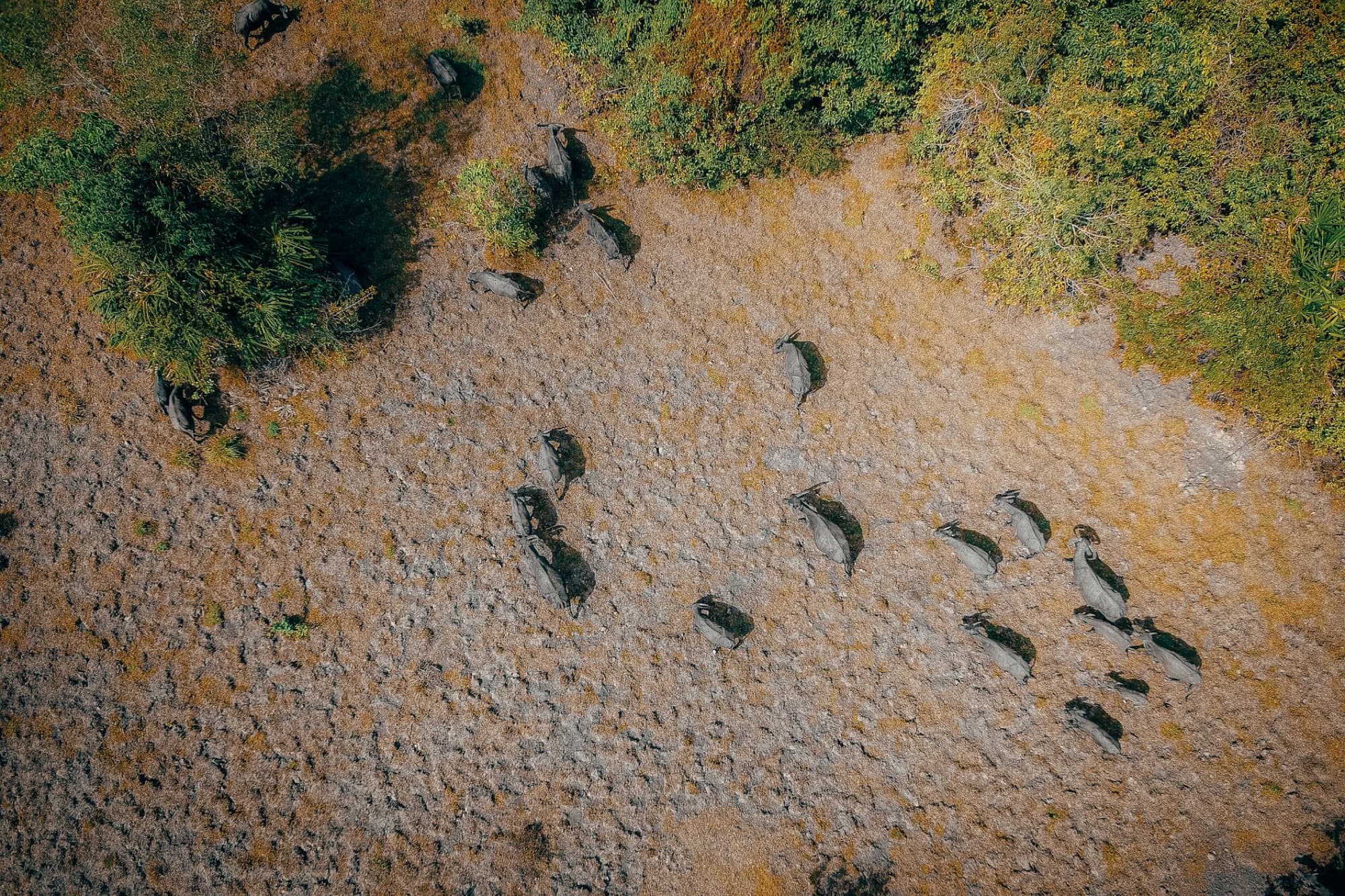 Aerial shot of buffalo herd grazing on a dry landscape bordered by lush trees, captured in daylight.