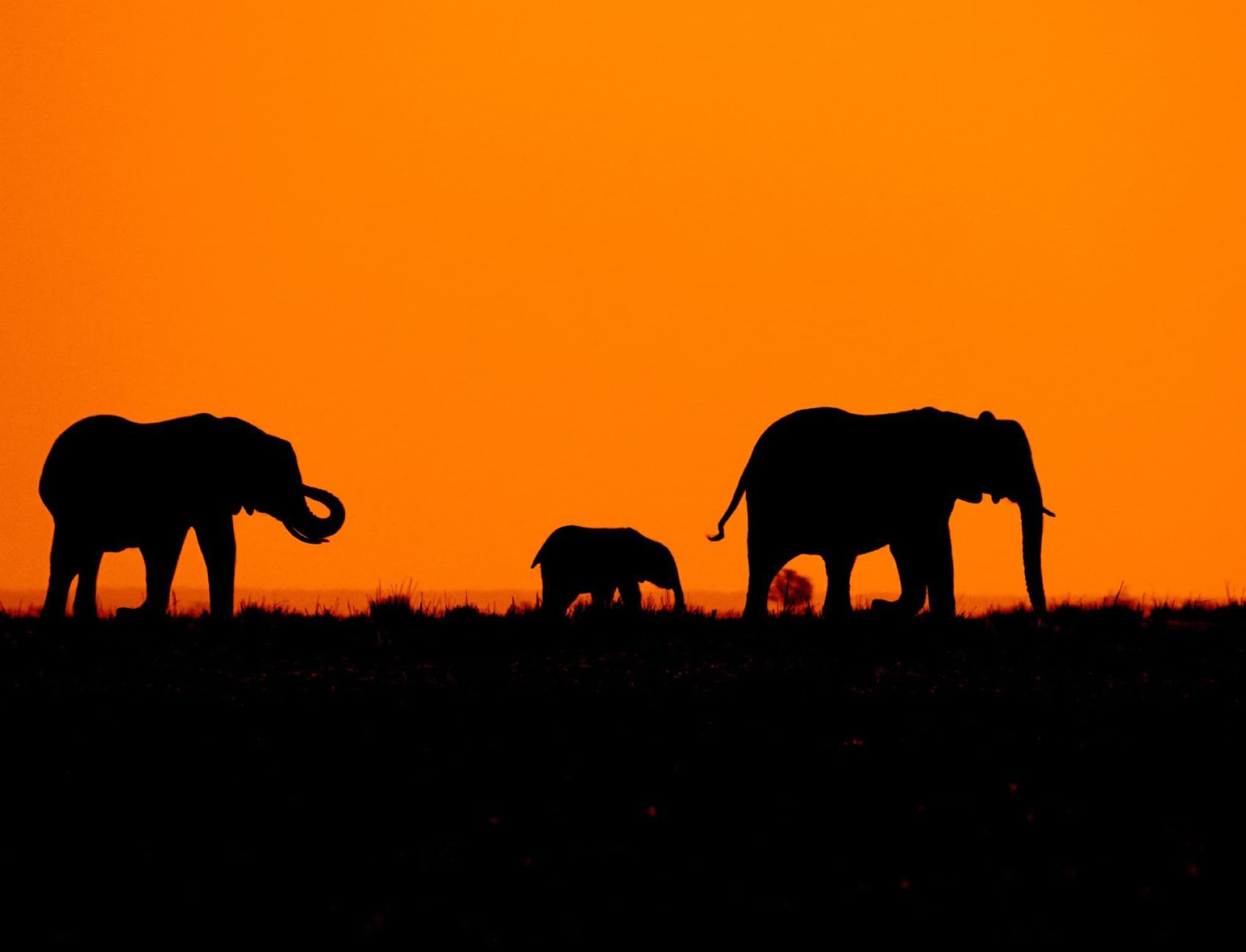 A captivating silhouette of elephants walking at sunset in a beautiful African landscape.
