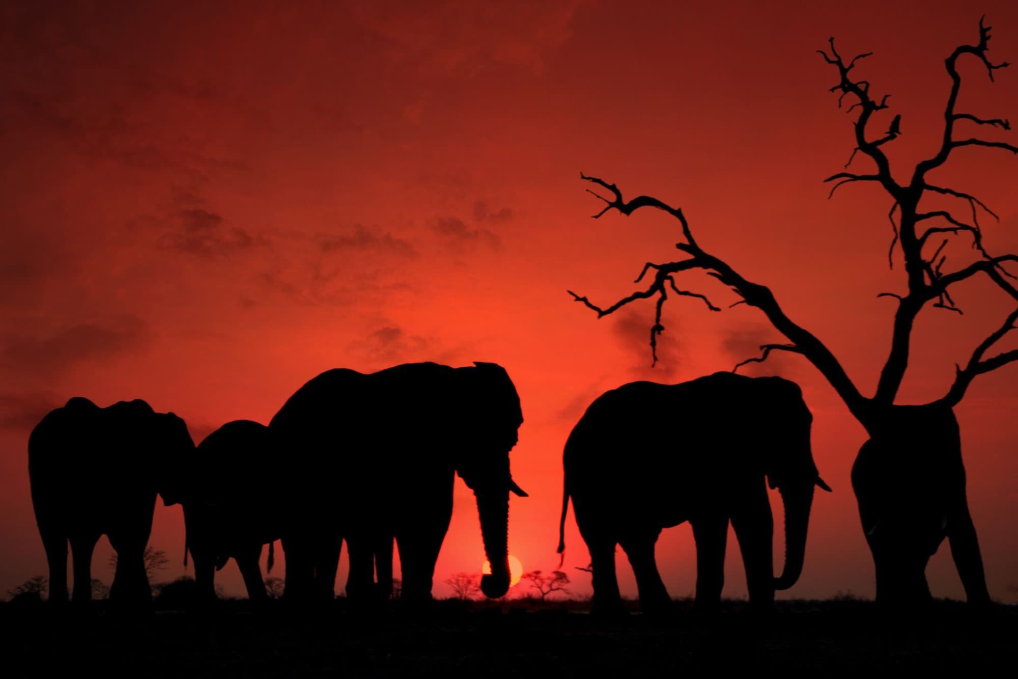 Silhouette of herd of elephants walking near dry tree in picturesque savanna against vivid sunset sky