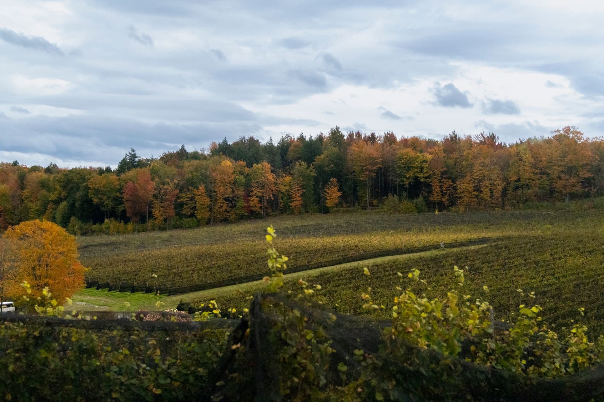 A beautiful autumn vineyard with colorful foliage and scenic landscape in Québec City, Canada.