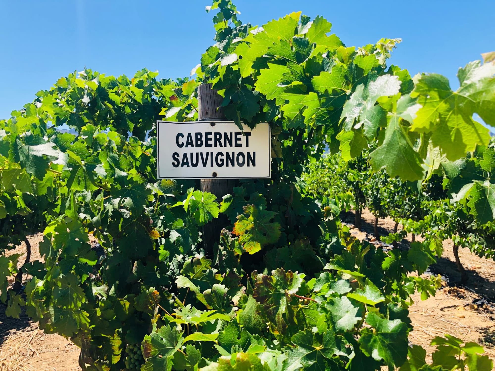 Vibrant vineyard in Cape Winelands, South Africa, showcasing Cabernet Sauvignon vines.
