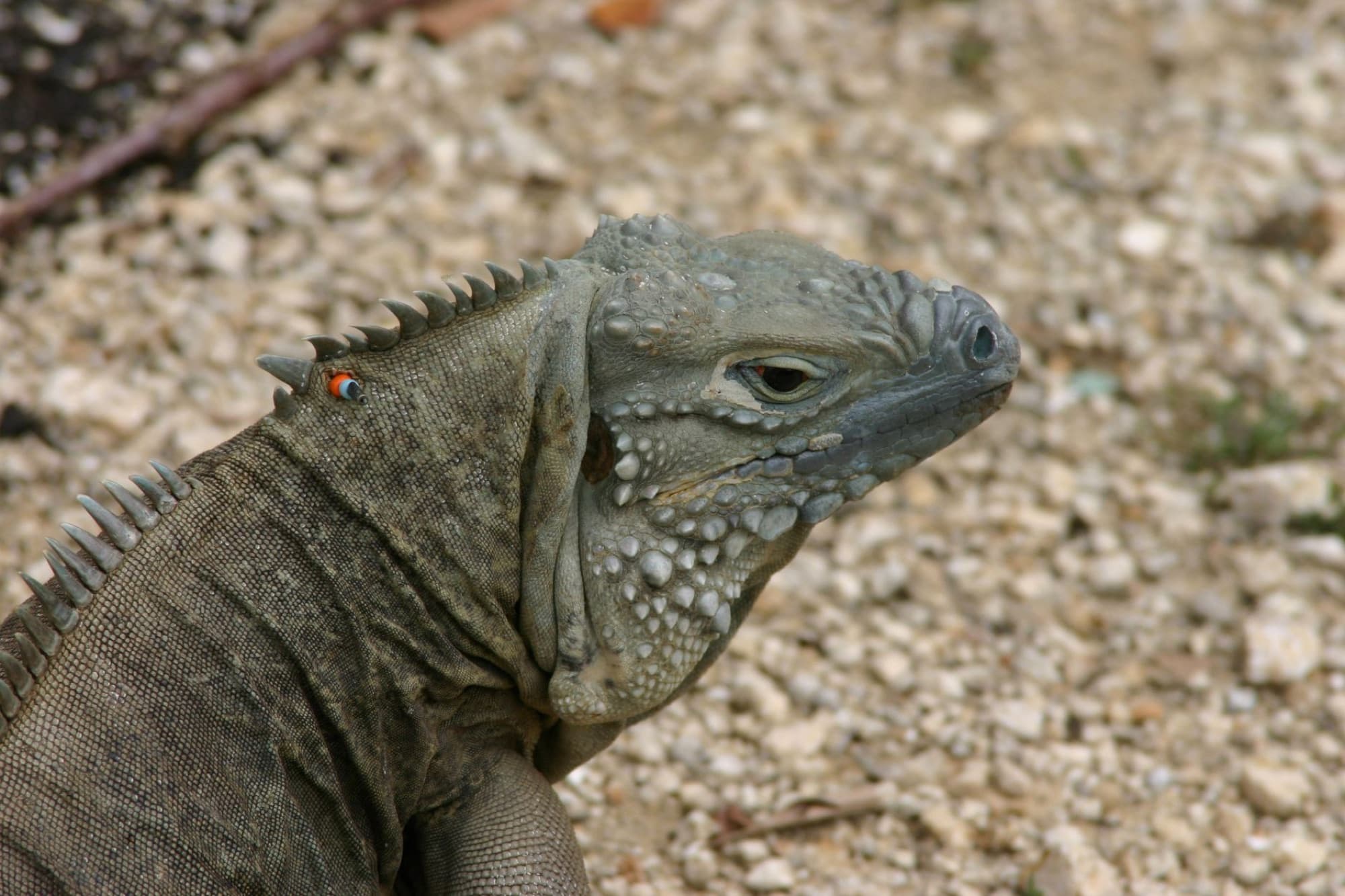 Detailed image of a Rock Iguana (Cyclura nubila) on a rocky surface in Cayman Islands.