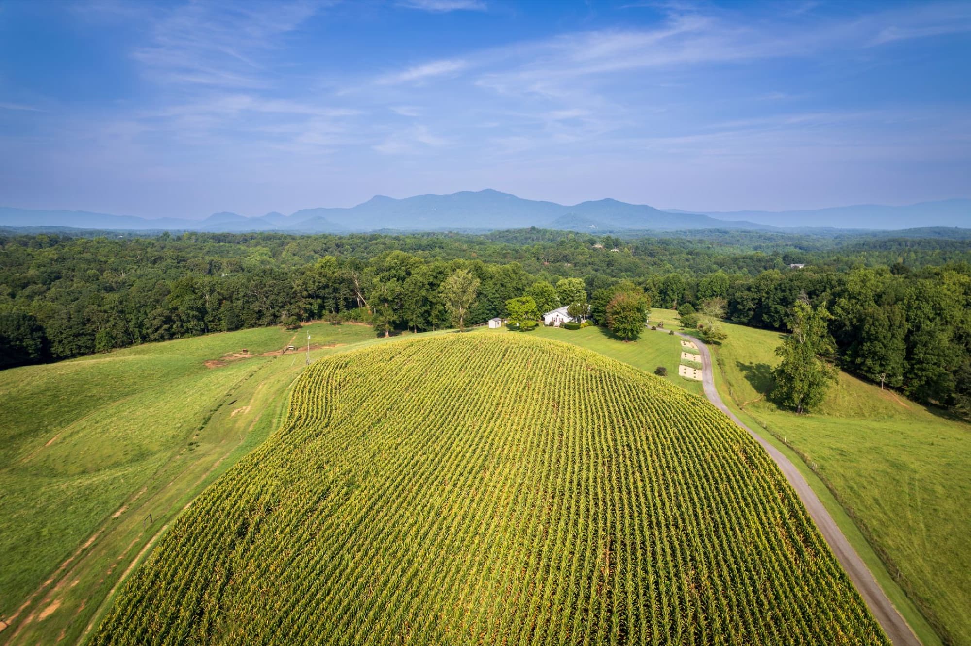 Aerial view of a lush green field and trees in rural Columbus, North Carolina, under a clear blue sky.