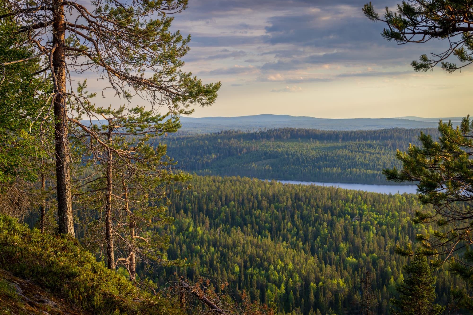 Breathtaking forest landscape in Kuusamo, Finland with lush greenery and a distant river under a twilight sky.