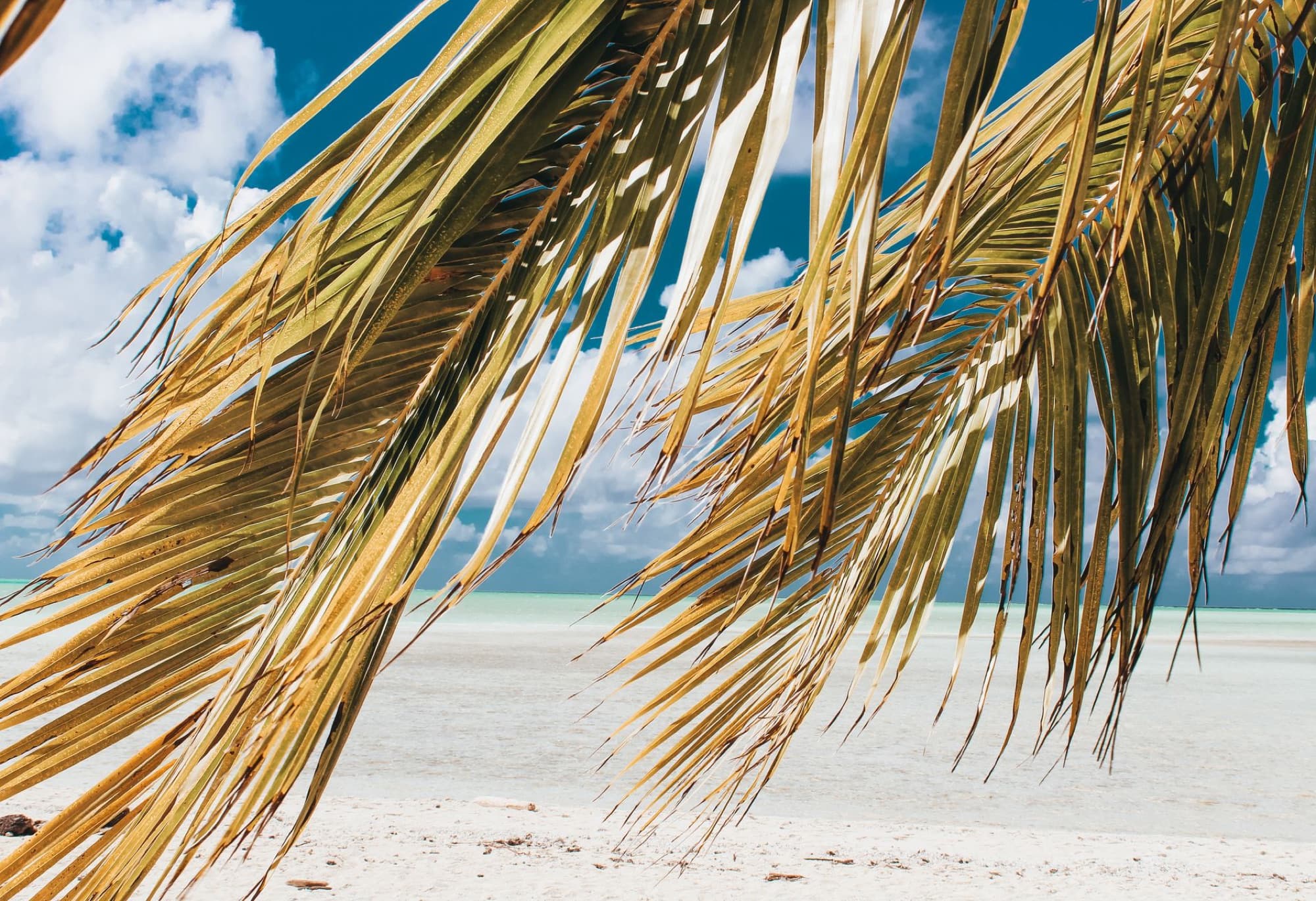 Scenic view of a tropical beach through palm fronds, featuring turquoise waters and clear skies, in French Polynesia.