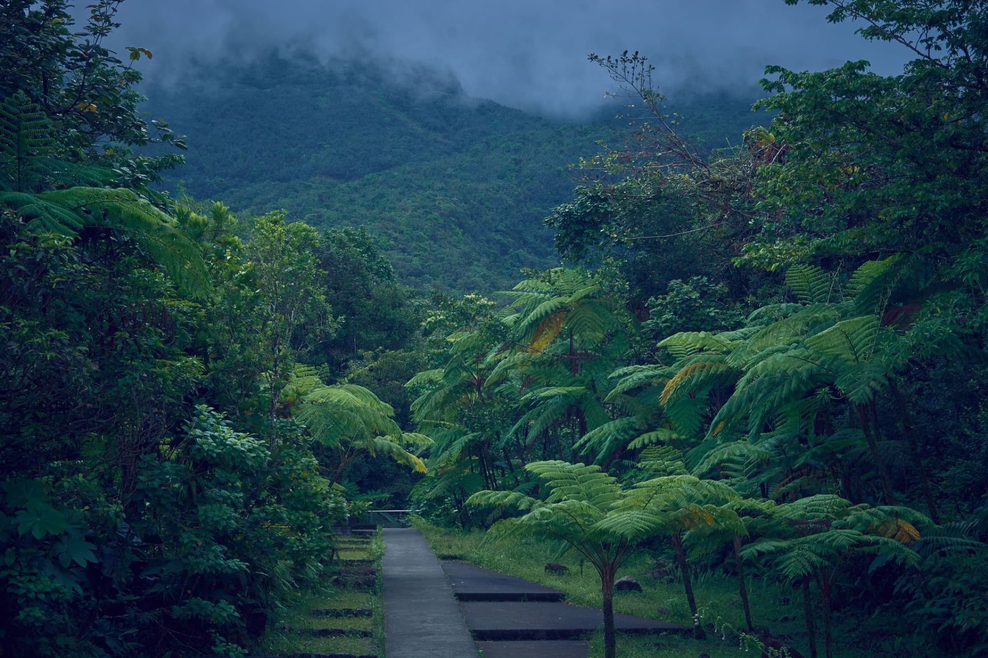 Explore a verdant pathway surrounded by lush foliage in the misty mountains of Guadeloupe.