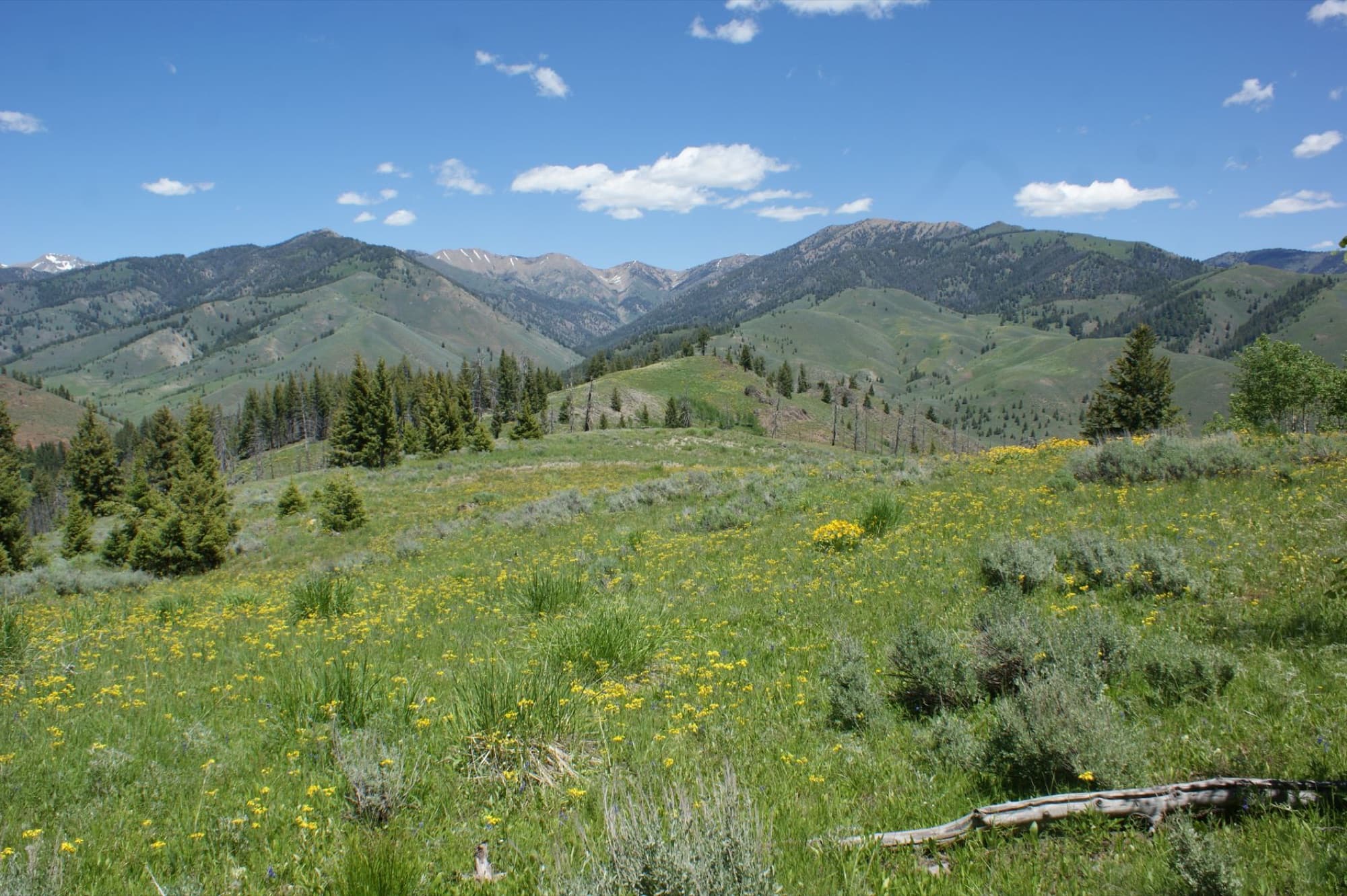 Beautiful scenic view of green mountains and wildflower fields in Idaho under clear blue skies.