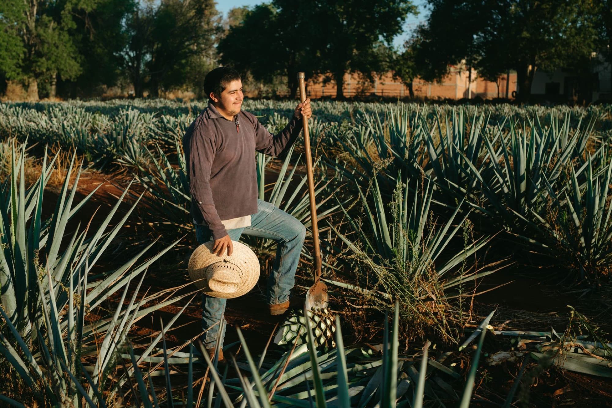A farmer in Jalisco, Mexico, stands amidst agave plants in a tequila field during sunrise, showcasing agricultural tradition.