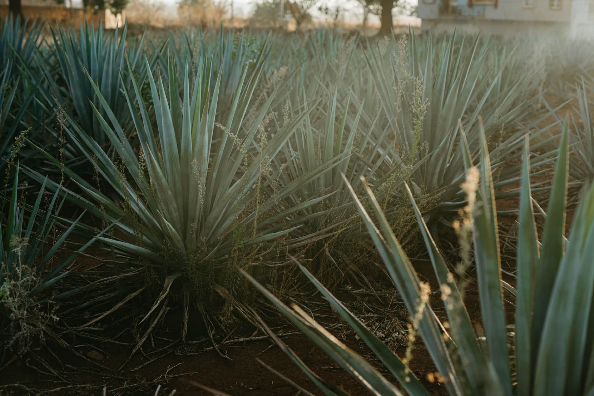 Lush agave plants thriving under the warm sunset in Jalisco, Mexico.