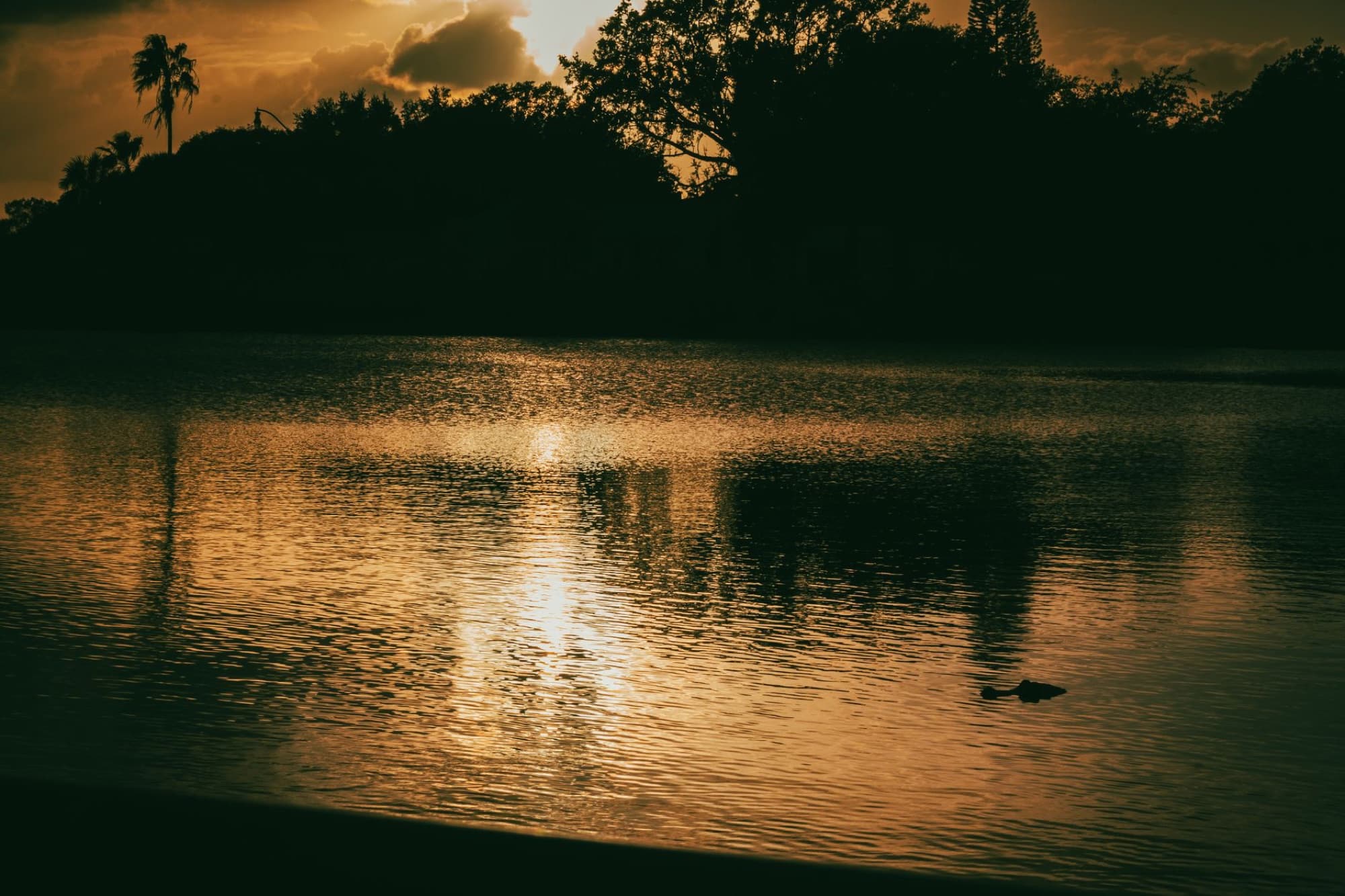 Tranquil sunset at a lake in Kissimmee, FL with reflections and silhouettes.