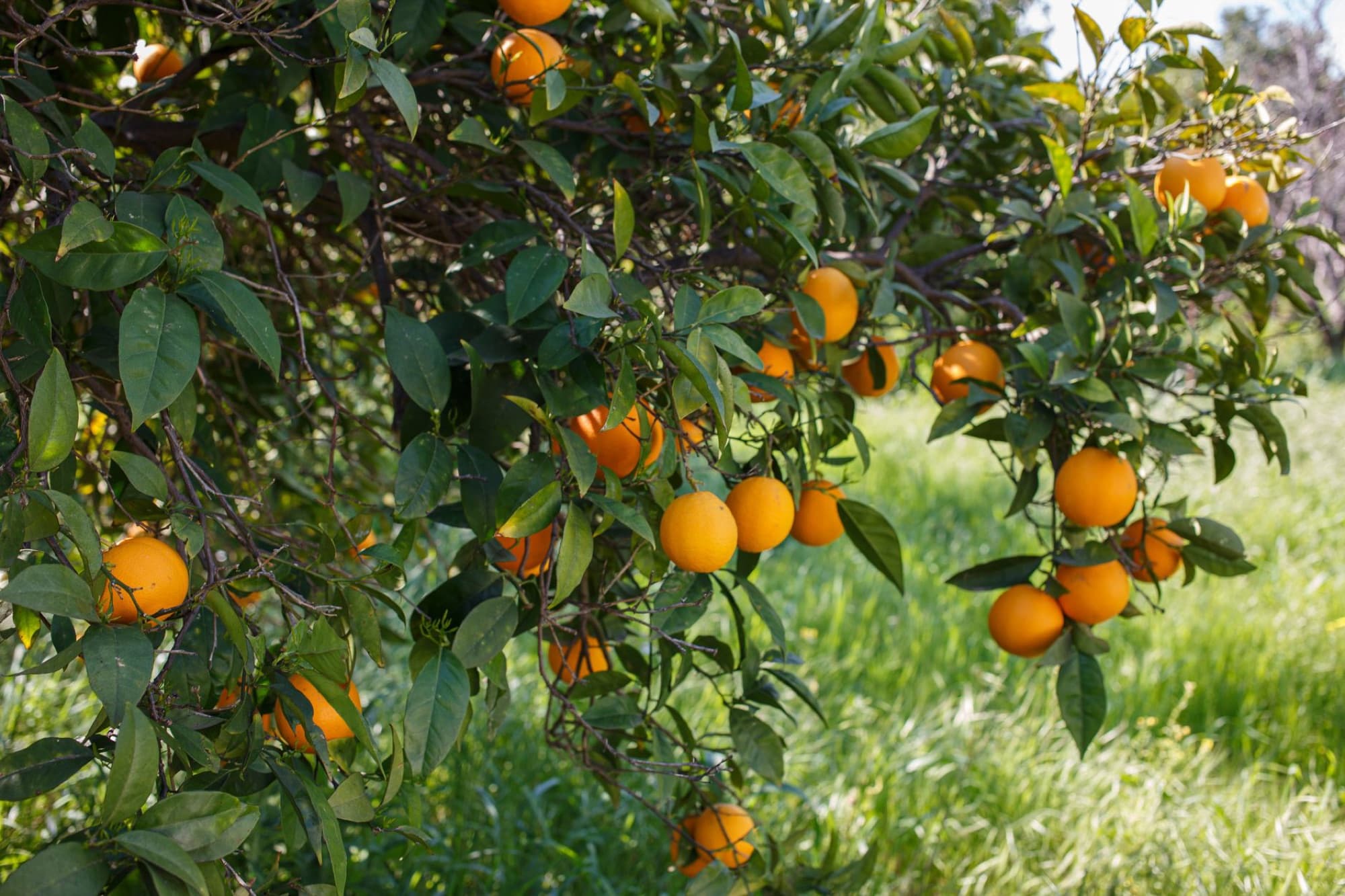 Bright oranges hanging from a tree in a sunny orchard in Limassol, Cyprus.