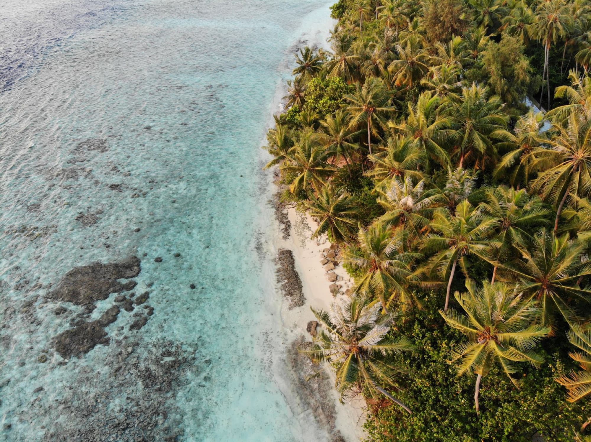 Stunning aerial view of a tropical beach with palm trees in the Maldives.