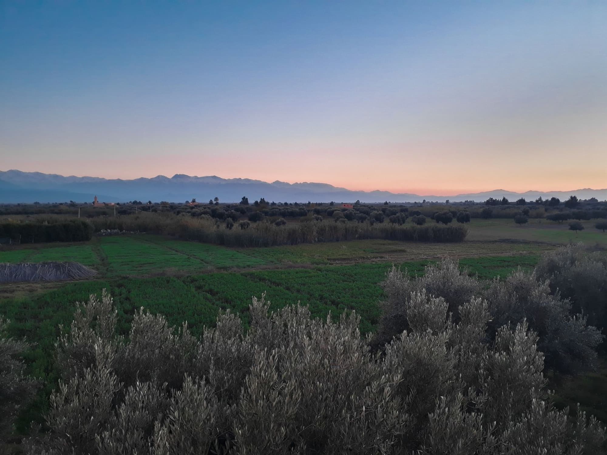 A picturesque view of lush farmland near Marrakech at dawn, showcasing the vibrant Moroccan landscape.