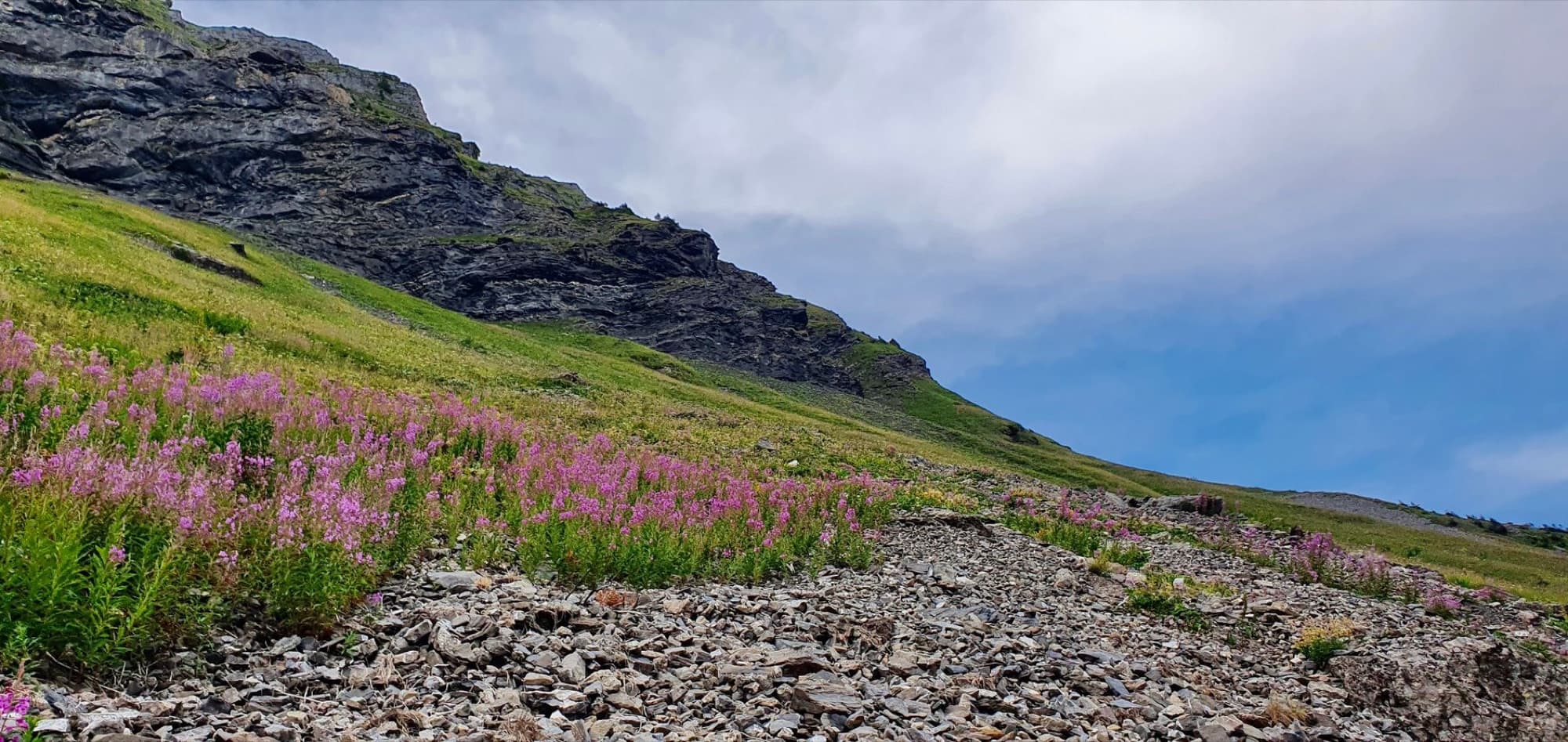 Stunning alpine scene in Morzine with wildflowers, rocks, and mountain views.