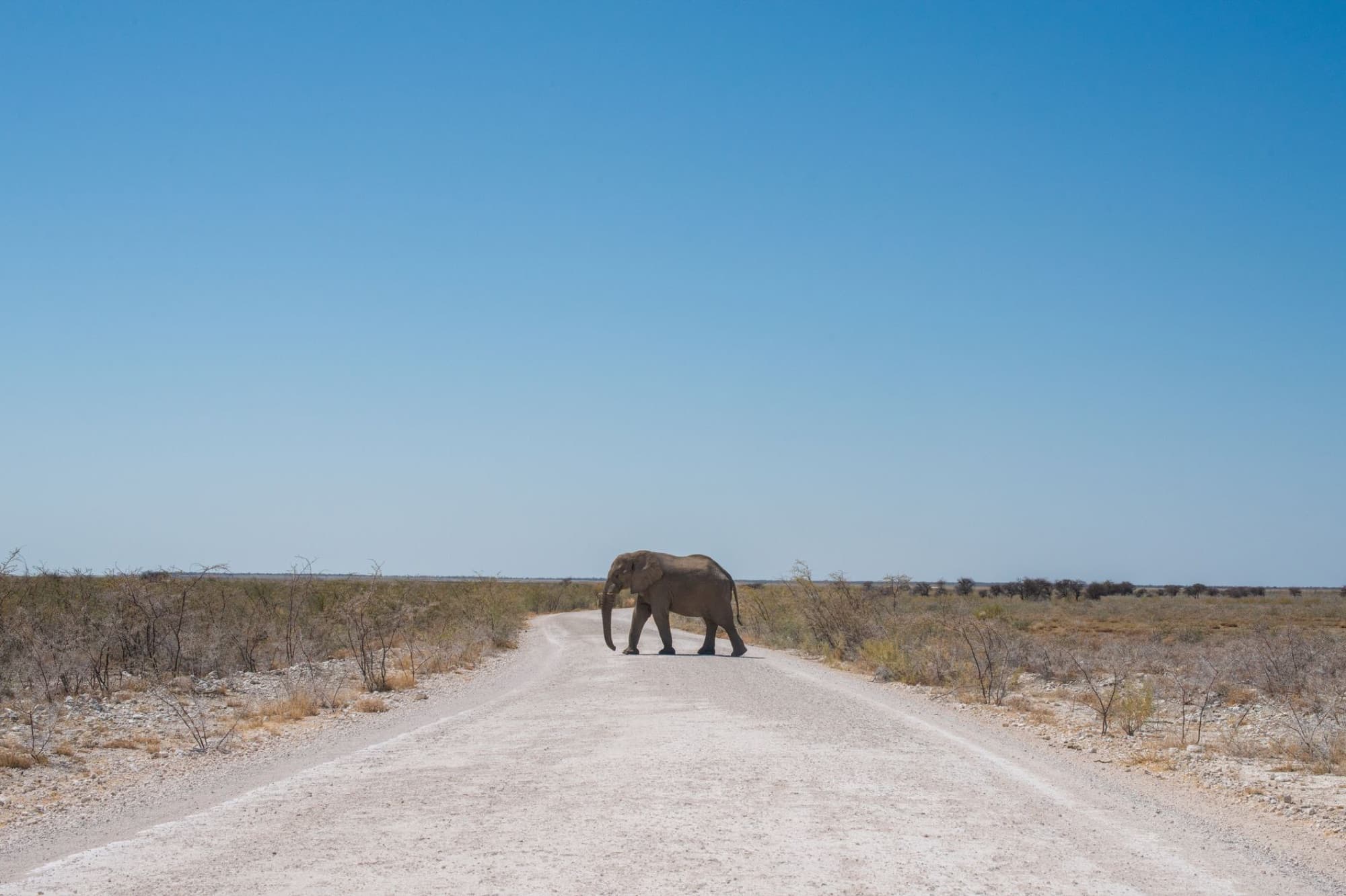 An African elephant crossing a dirt road in Namibia's natural savannah landscape.