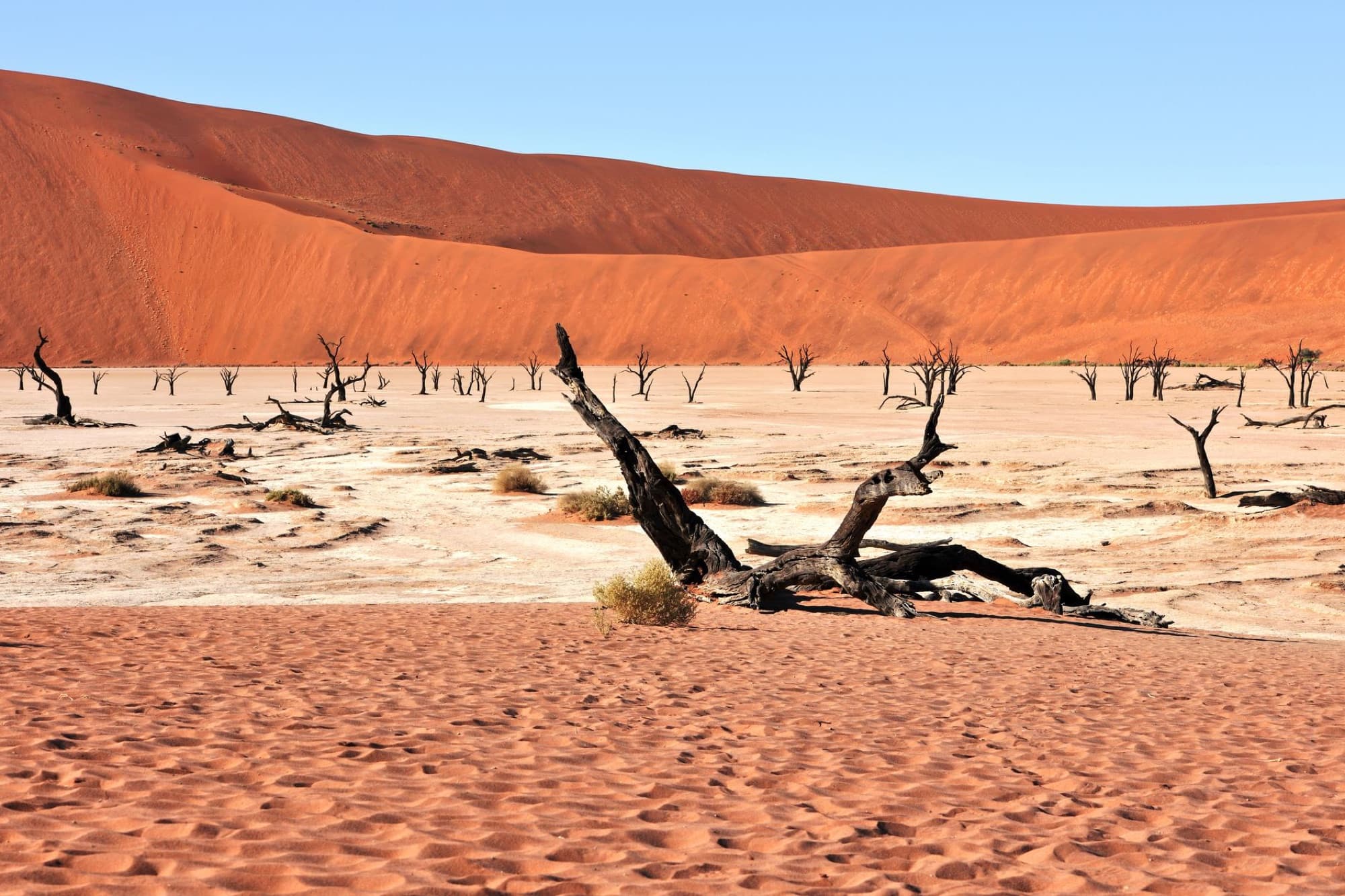 Windswept dunes and stark dead trees create a stunning landscape in Sossusvlei, Namibia.