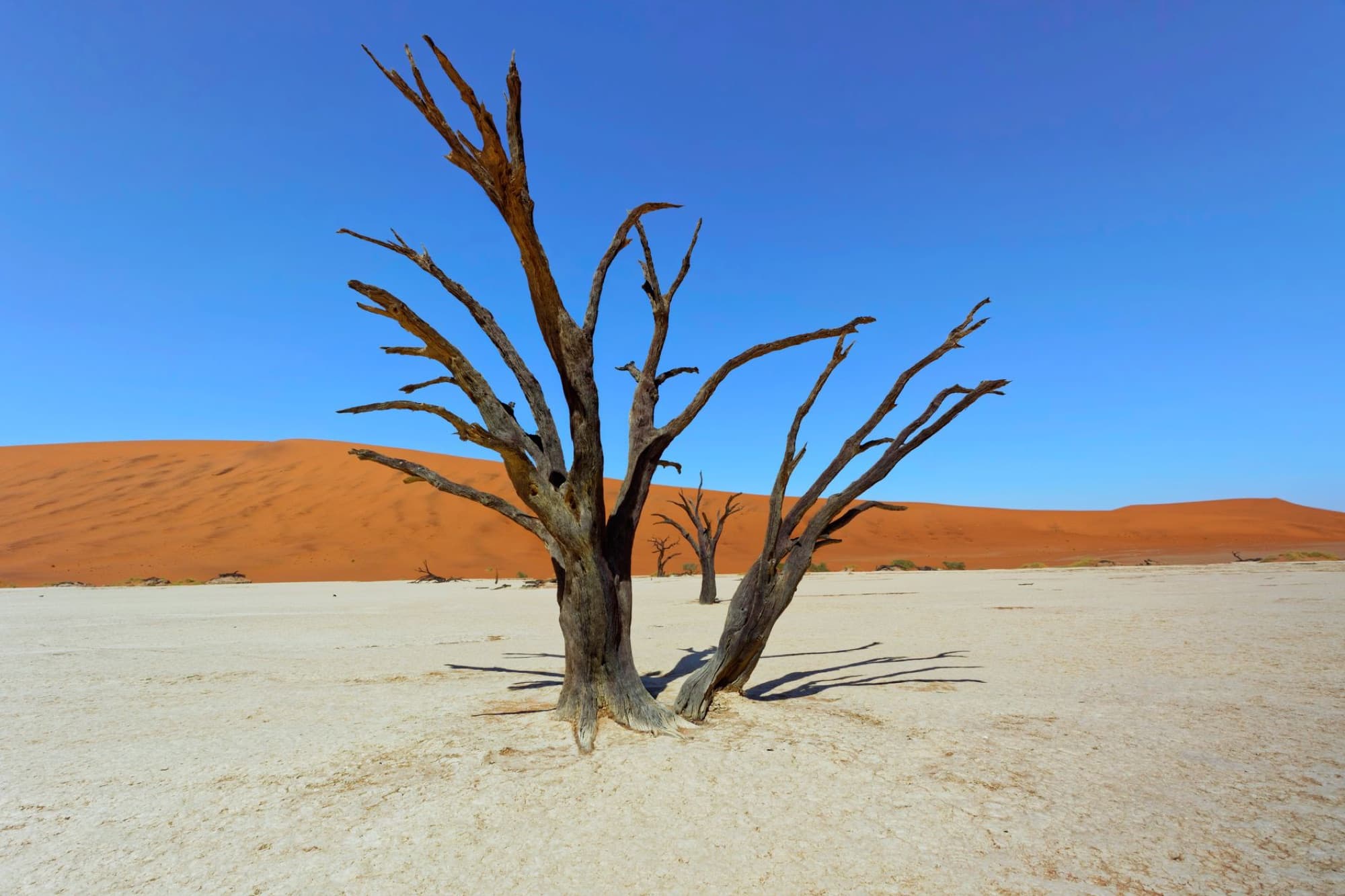Explore the striking beauty of Deadvlei's dry landscape under a clear blue sky in Namibia's Namib Desert.