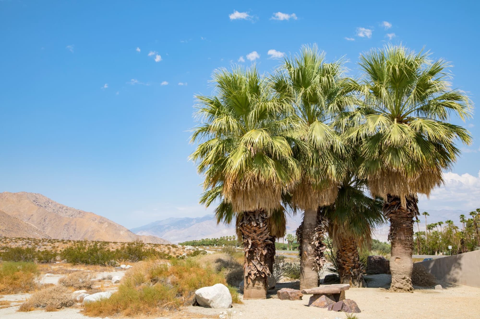Beautiful palm trees and arid desert landscape in Palm Springs, California under clear blue skies.
