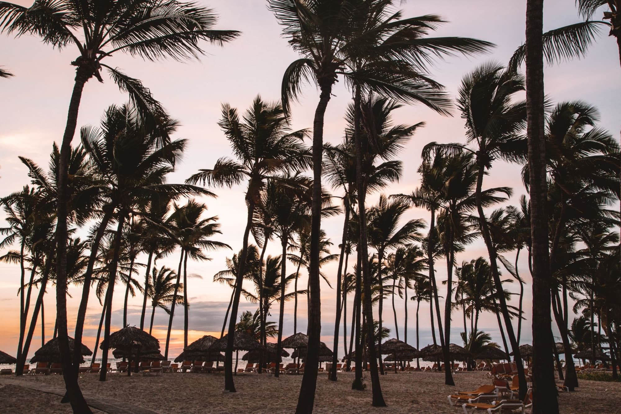 Palm trees silhouetted against a stunning Punta Cana sunset on a serene beach.