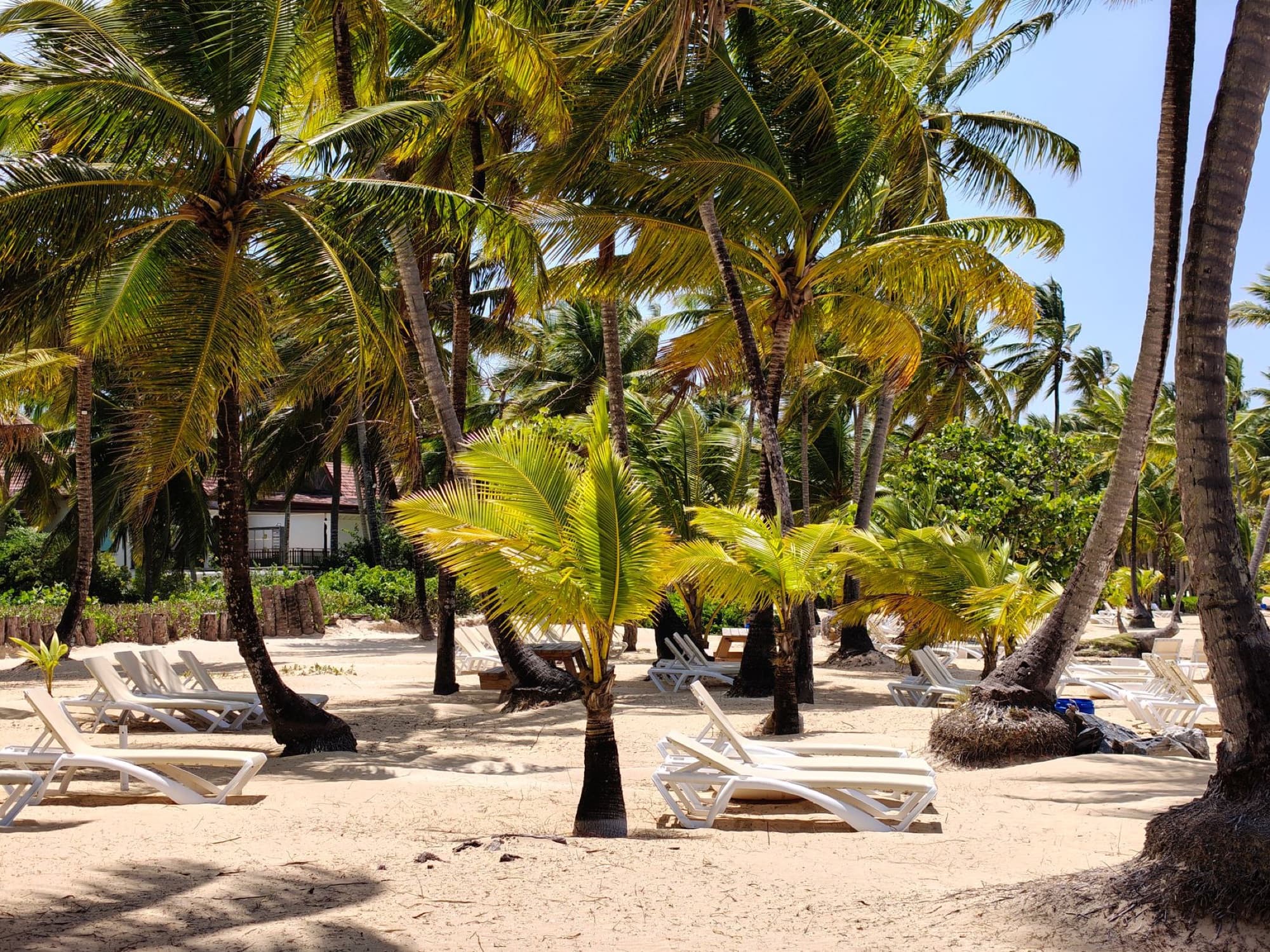 Serene beach setting in Samaná, Dominican Republic with lush palm trees and empty loungers.