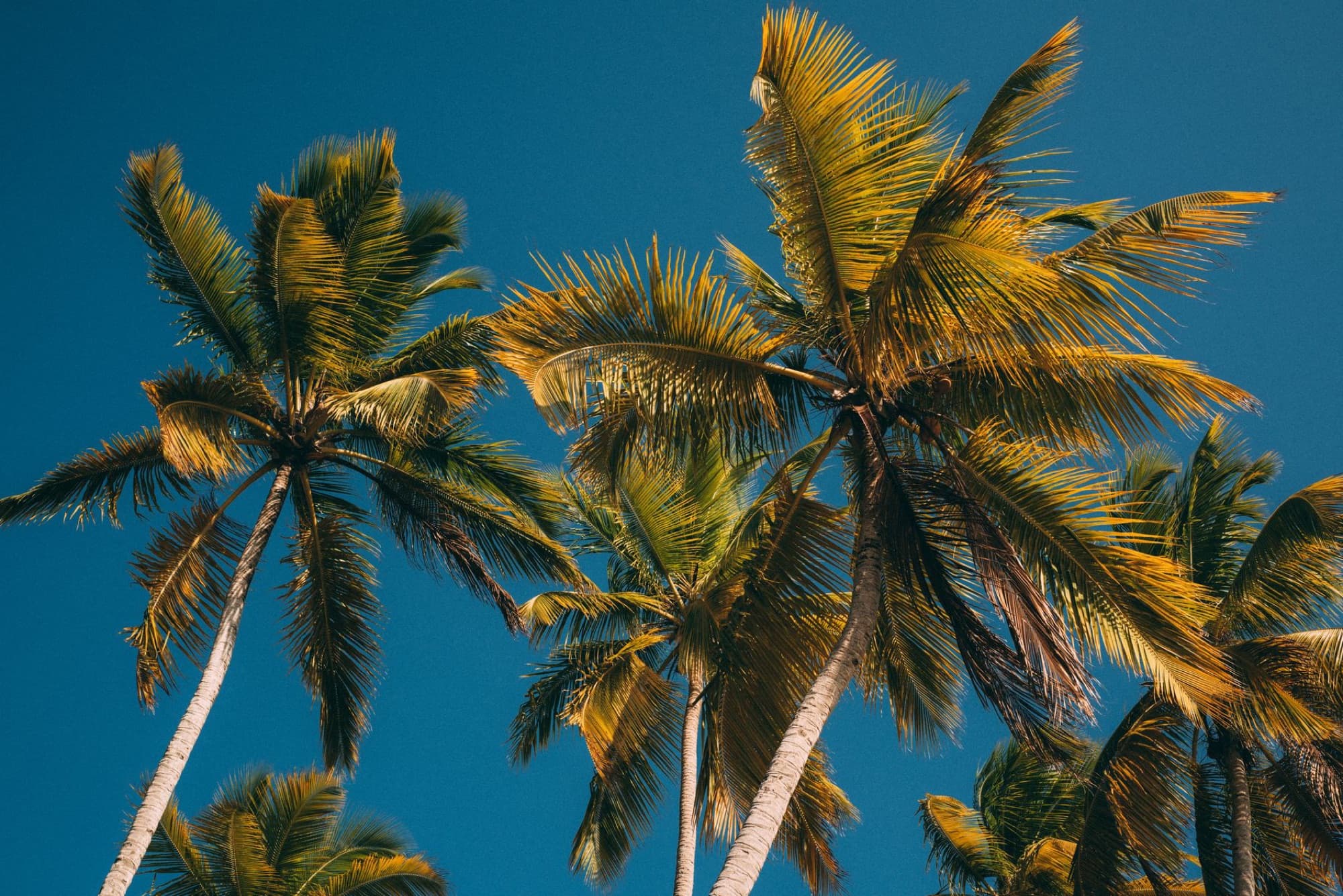 Capture of vibrant palm trees against a clear blue sky in Samana, Dominican Republic.