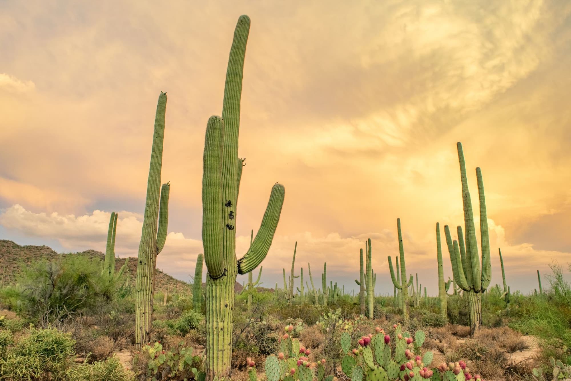 Captivating view of saguaro cacti under a vibrant sunset sky in Arizona's Sonoran Desert.