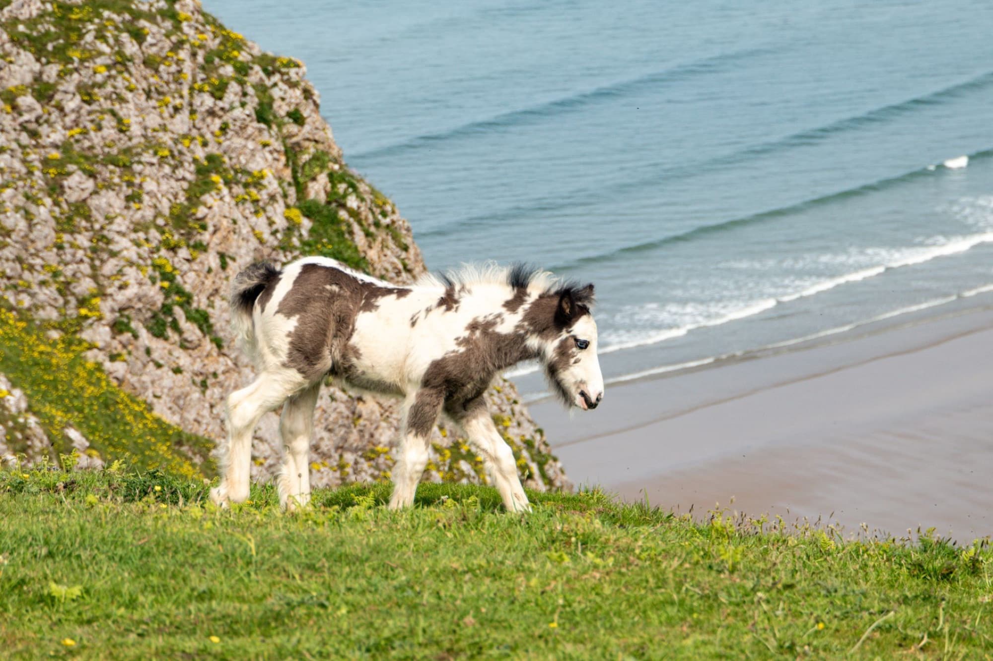 A young foal grazes on the lush cliffs of Gower Peninsula, Swansea, near the beach.