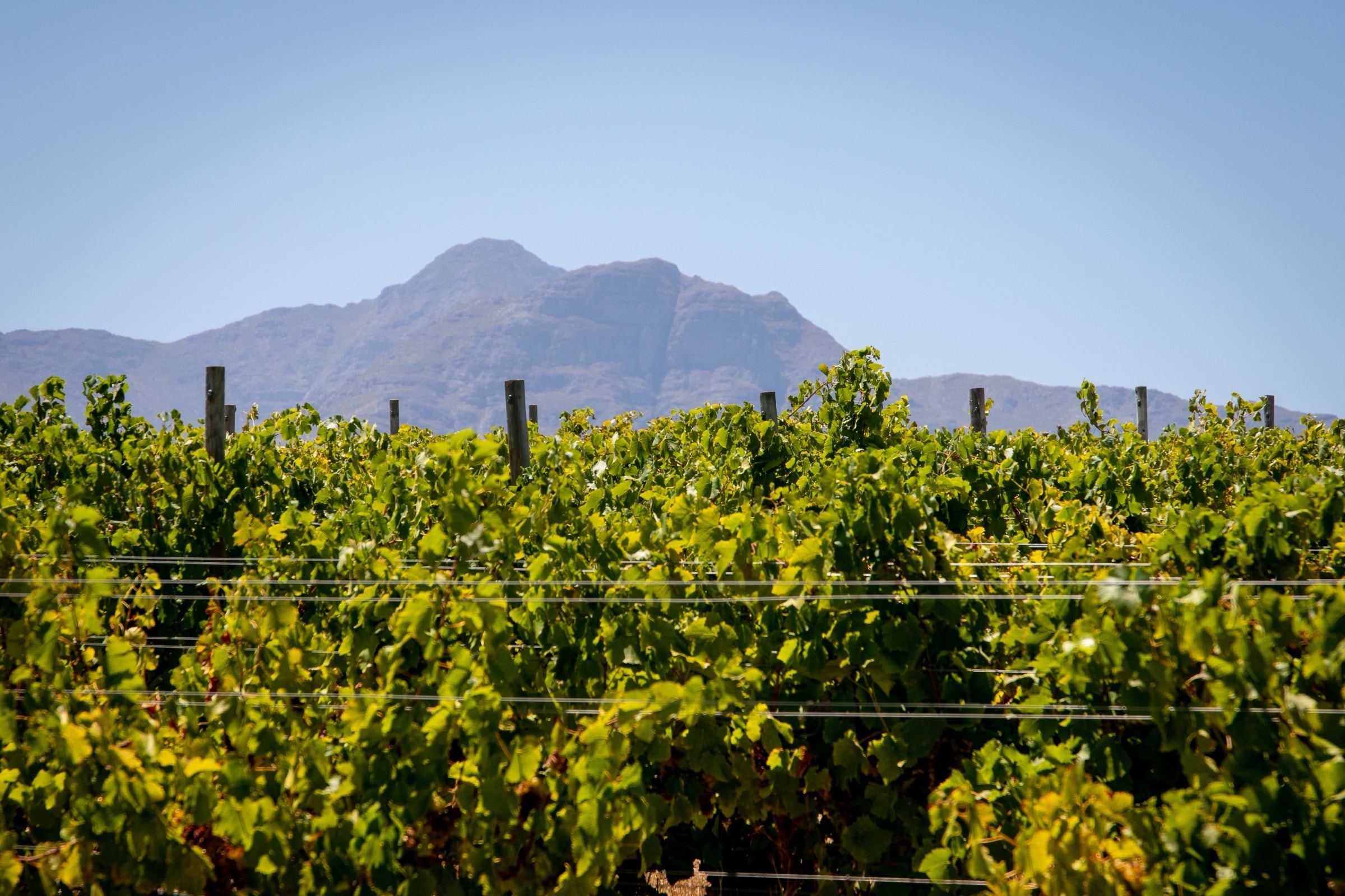 Luxury villas in Cape Winelands